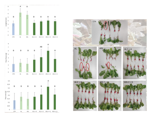 El alga invasora RO utilizada como biofertilizante líquido aumenta la longitud y peso de los rábanos y sus raíces en pruebas de investigación científicas.