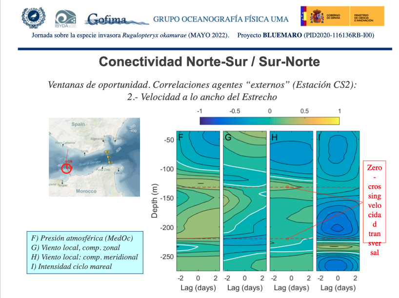 «Existe la posibilidad de una conexión hidrodinámica entre ambas orillas del Estrecho para explicar la expansión del alga desde una costa a la otra»