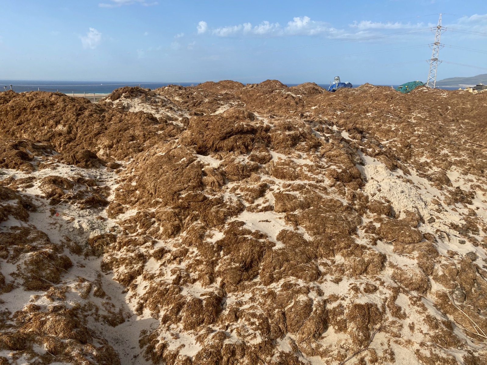 El Ayuntamiento de Tarifa recolecta más de 2.500 toneladas de alga RO entre junio y septiembre de 2022, de las cuales una parte substancial se compone de arena.